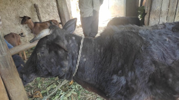 बंगलाचुली गाउँपालिकामा कृषकले पालेका पशुचौपायामा (लम्फि स्किन डिजिज )फैलियो