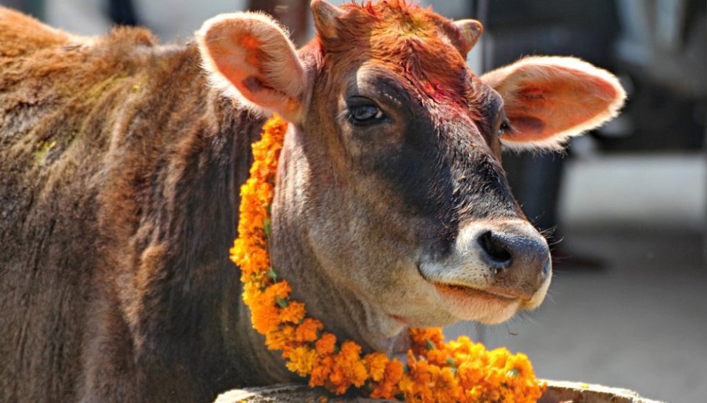 आज गाई गोरुको पूजा गरिँदै