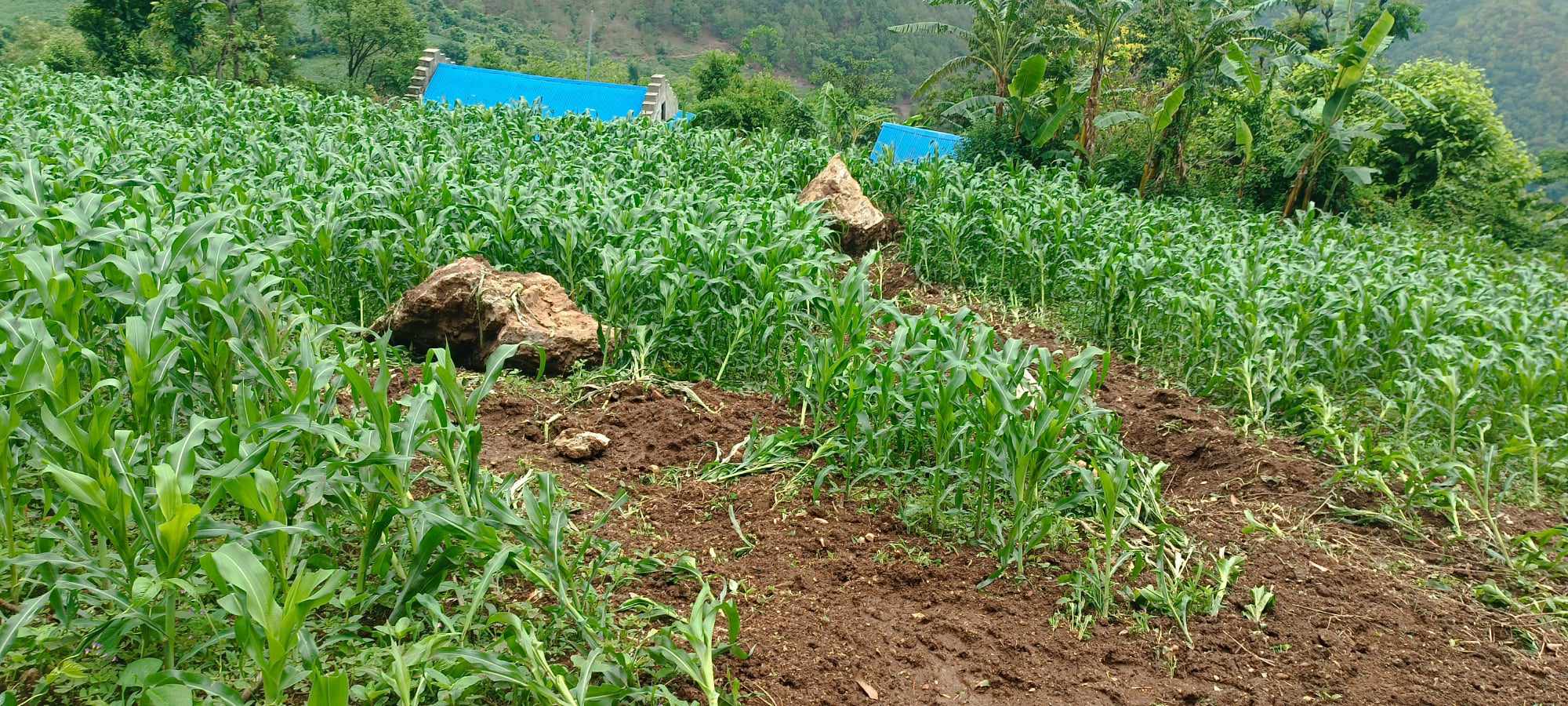 बंगलाचुली गाउँपालिका वडा नम्बर ४ फाँटामा तिन घर पहिरोको जोखिममा