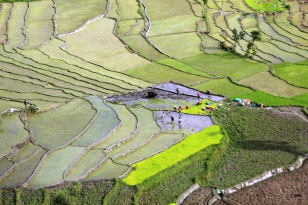 आज २० औँ राष्ट्रिय धान दिवस देशैभर विभिन्न कार्यक्रम गरी मनाइँदै