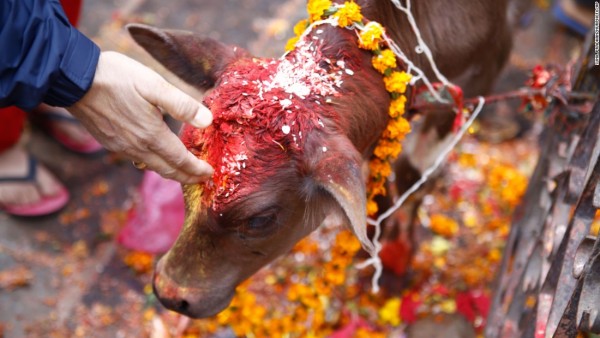 तिहार अन्तर्गत आज गाई पूजा